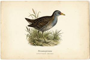 Spotted Crake illustration
