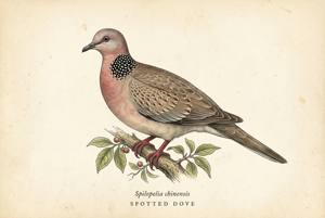 Spotted Dove illustration