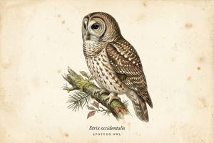 Spotted Owl illustration