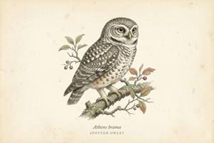 Spotted Owlet illustration