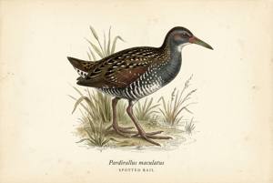 Spotted Rail illustration