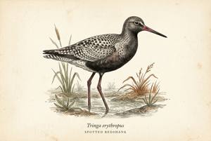 Spotted Redshank illustration