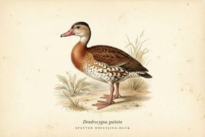 Spotted Whistling-Duck illustration