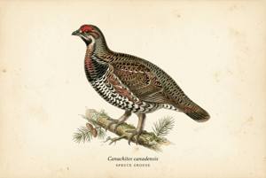 Spruce Grouse illustration