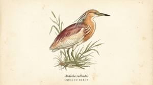 Squacco Heron illustration