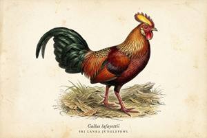 Sri Lanka Junglefowl illustration