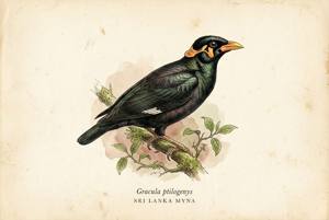 Sri Lanka Myna illustration
