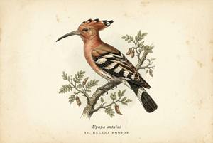 St. Helena Hoopoe illustration