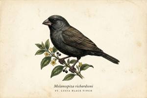 St. Lucia Black Finch illustration