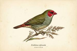 Star Finch illustration