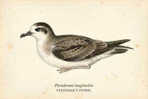Stejneger's Petrel illustration