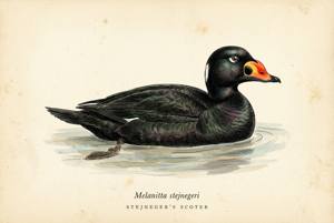 Stejneger's Scoter illustration