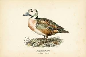 Steller's Eider illustration