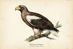 Steller's Sea-Eagle illustration