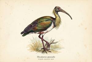 Straw-necked Ibis illustration