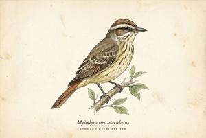 Streaked Flycatcher illustration