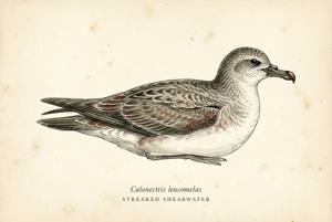 Streaked Shearwater illustration