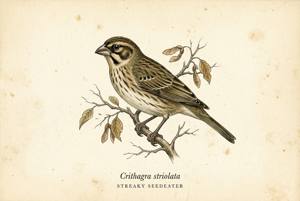 Streaky Seedeater illustration