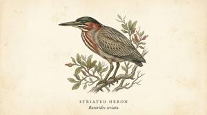 Striated Heron illustration