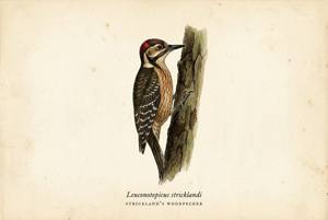 Strickland's Woodpecker illustration