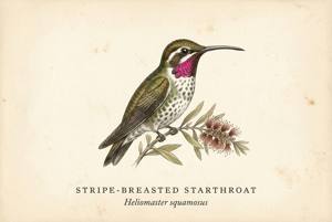 Stripe-breasted Starthroat illustration