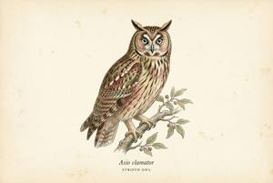 Striped Owl illustration