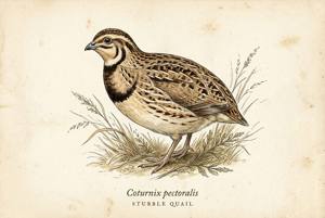 Stubble Quail illustration