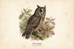 Stygian Owl illustration