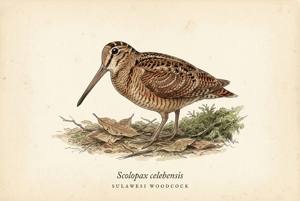 Sulawesi Woodcock illustration