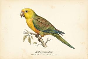 Sulphur-breasted Parakeet illustration