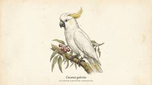 Sulphur-crested Cockatoo illustration