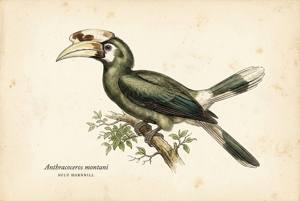 Sulu Hornbill illustration