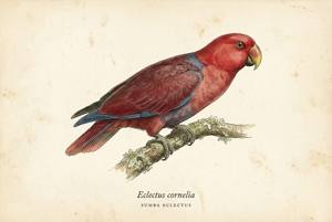 Sumba Eclectus illustration