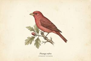 Summer Tanager illustration