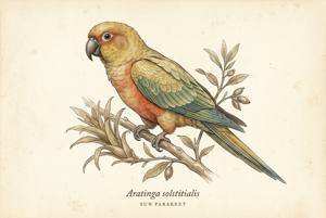 Sun Parakeet illustration