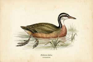 Sungrebe illustration