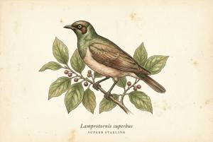 Superb Starling illustration