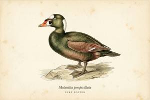 Surf Scoter illustration
