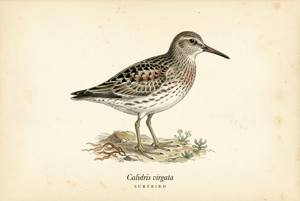 Surfbird illustration