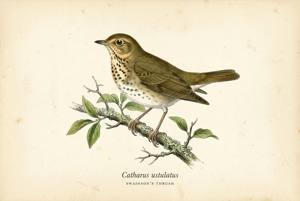 Swainson's Thrush illustration