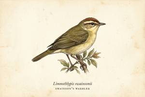 Swainson's Warbler illustration