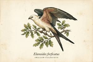 Swallow-tailed Kite illustration