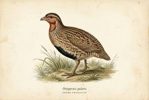 Swamp Francolin illustration
