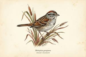 Swamp Sparrow illustration