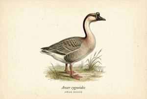 Swan Goose illustration