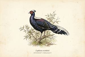 Swinhoe's Pheasant illustration