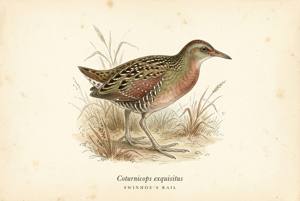 Swinhoe's Rail illustration