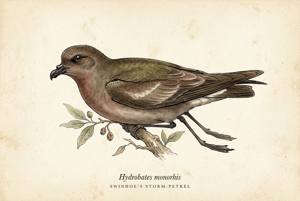 Swinhoe's Storm-Petrel illustration