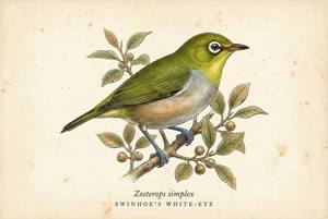 Swinhoe's White-eye illustration