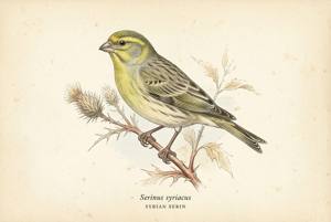 Syrian Serin illustration